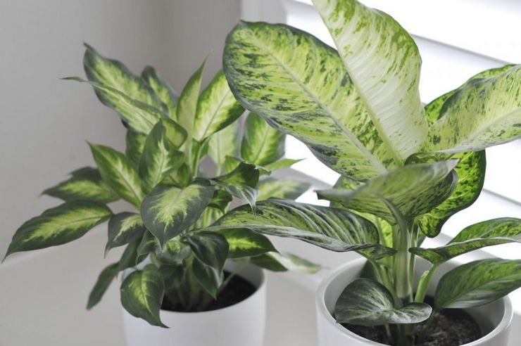 Dieffenbachia zorg aan huis