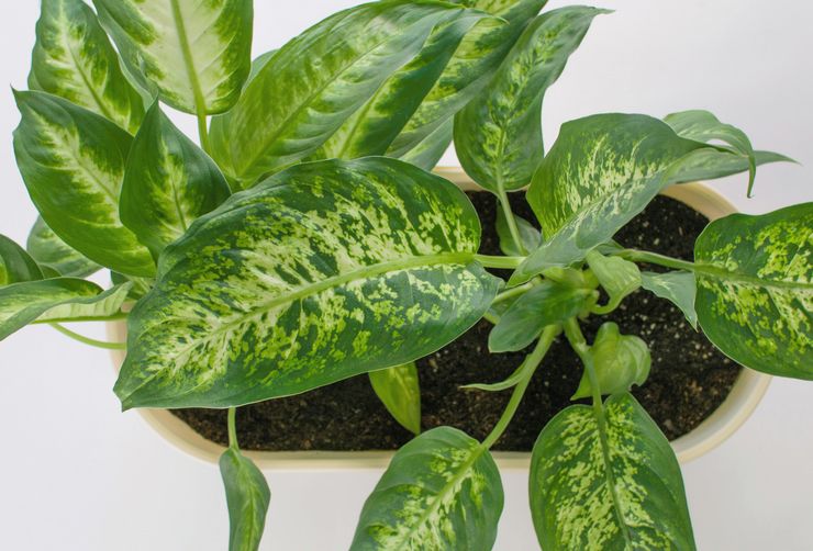 Dieffenbachia bloem