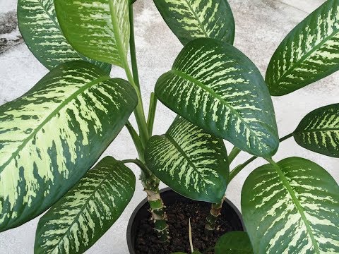 276. Dieffenbachia. Reproductie methoden.