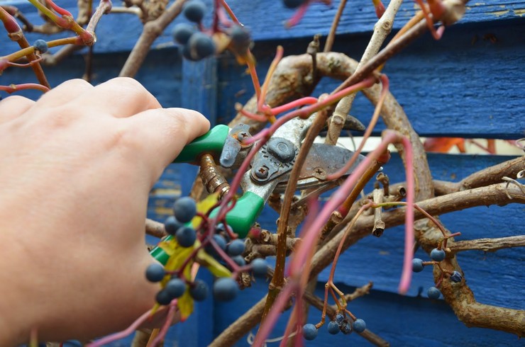 Formative pruning of wild grapes has been carried out regularly since the second season.