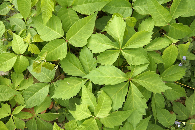 Wild grapes - open field planting and care. Growing wild or girlish grapes in the garden, methods of reproduction. Description. Photo