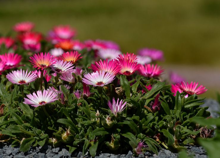 Dorotheanthus kweken in de tuin