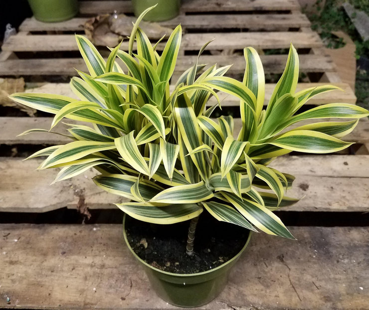 Dracaena water geven in de zomer wordt regelmatig en overvloedig aanbevolen.