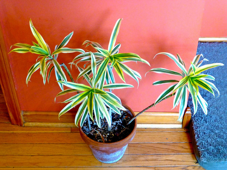 De samenstelling van de grond maakt voor dracaena niet veel uit