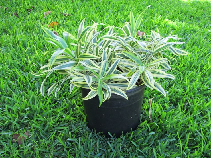 Dracaena unbent - thuiszorg. Teelt van een gebogen dracaena, transplantatie en reproductie. Beschrijving, soorten. Foto