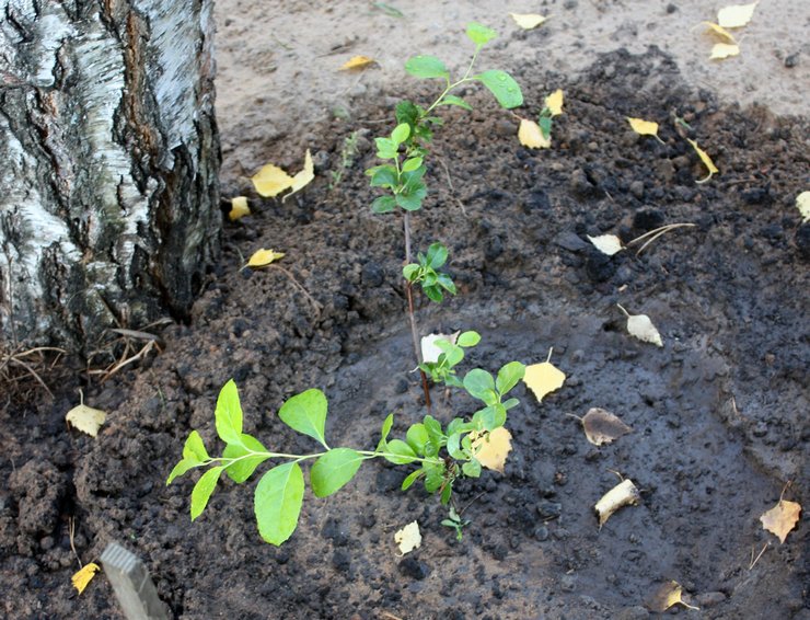 Growing woodworm from seeds