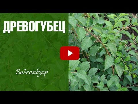 Woodworm ➡ Climbing plants care and cultivation features �� garden vegetable garden with hitsadTV