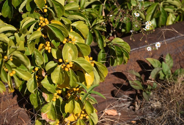 Tree-nose pliers: planting and care in the open field, growing from seeds