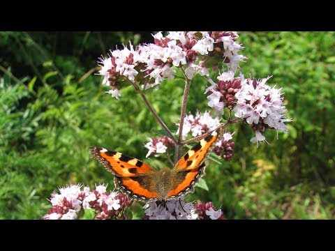 Levensduurkruid in uw tuin - Oregano (Oríganum vulgáre) nuttige eigenschappen, toepassing