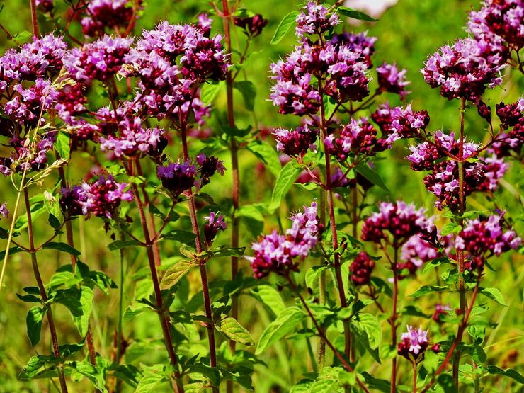 Beschrijving van oregano