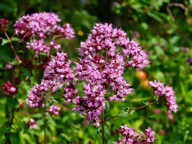 Oregano plant