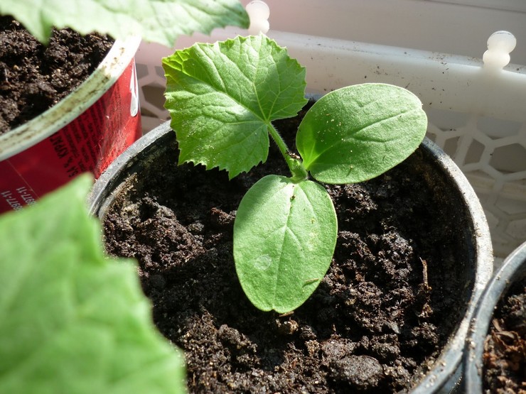 Transplanting cucumber seedlings into pots