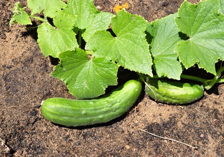 An effective way to grow early cucumbers