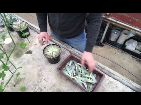 Echeveria - vermeerdering door bladeren