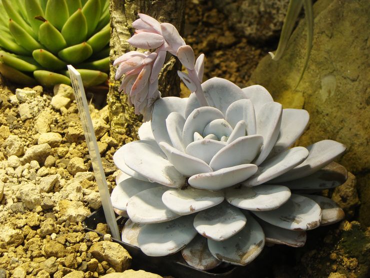 Echeveria Lau