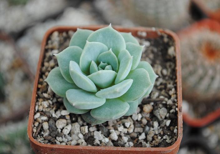 Echeveria sierlijk