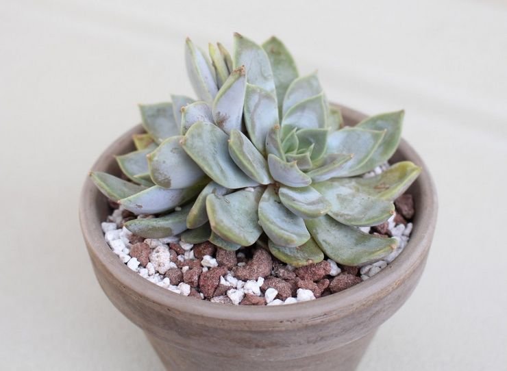 Echeveria vleeskleurig