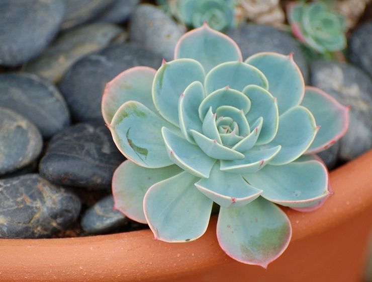 Echeveria grijs