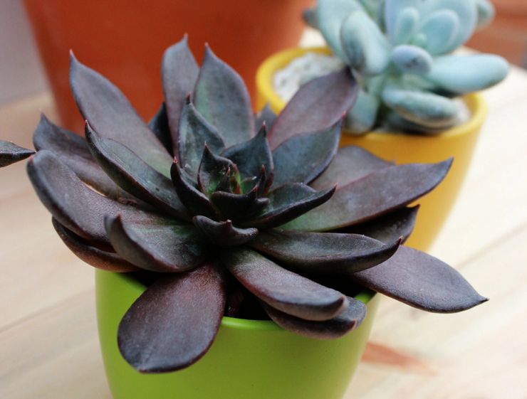 Echeveria Black Prince