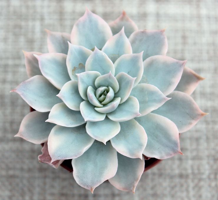 Echeveria briljant