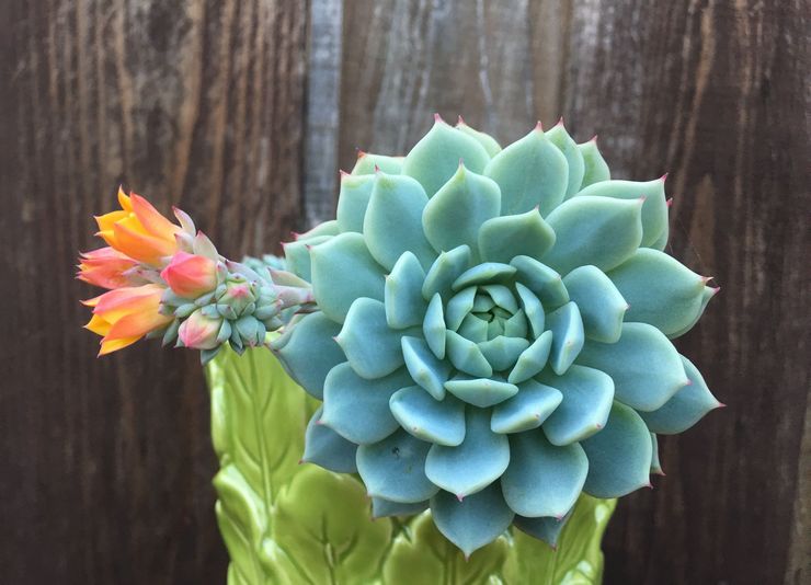 Echeveria Derenberg