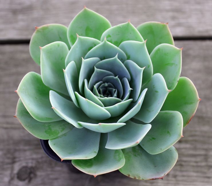 Beschrijving van echeveria