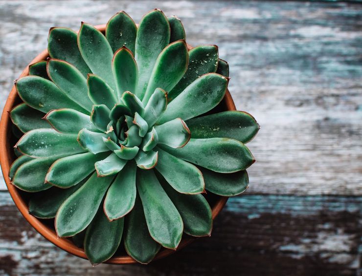 Nuttige eigenschappen van echeveria