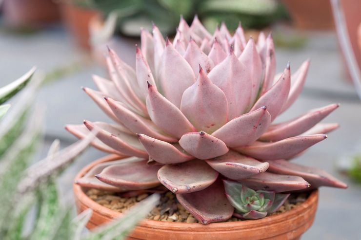 Echeveria zorg aan huis