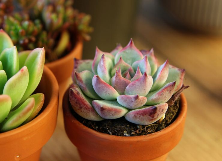 Echeveria bemesting