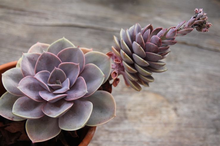 Echeveria snoeien