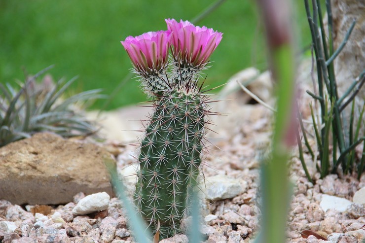 Echinocereus-cactus