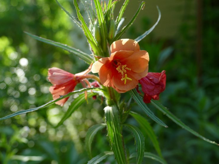 Avond avondverzorging in de tuin