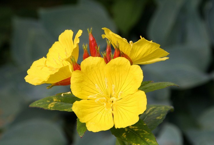 Teunisbloem: planten en verzorgen in het open veld, groeien uit zaden