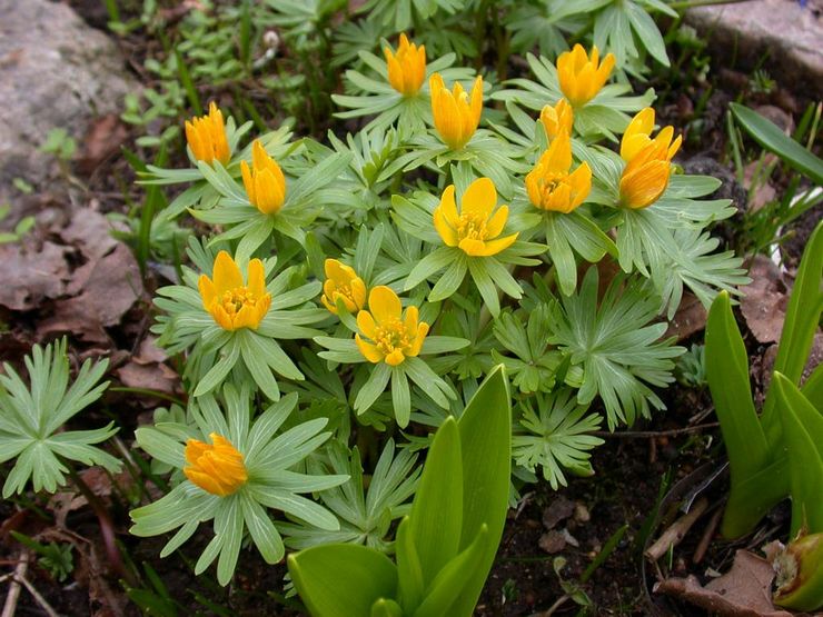 Erantis (lente): planten en verzorgen in de volle grond, groeien uit zaden