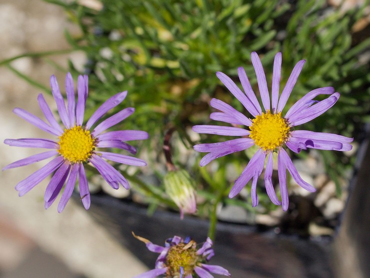 Erigeron uit zaden kweken