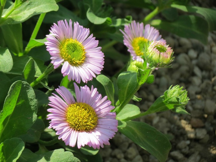 Zorgen voor Erigeron in de tuin