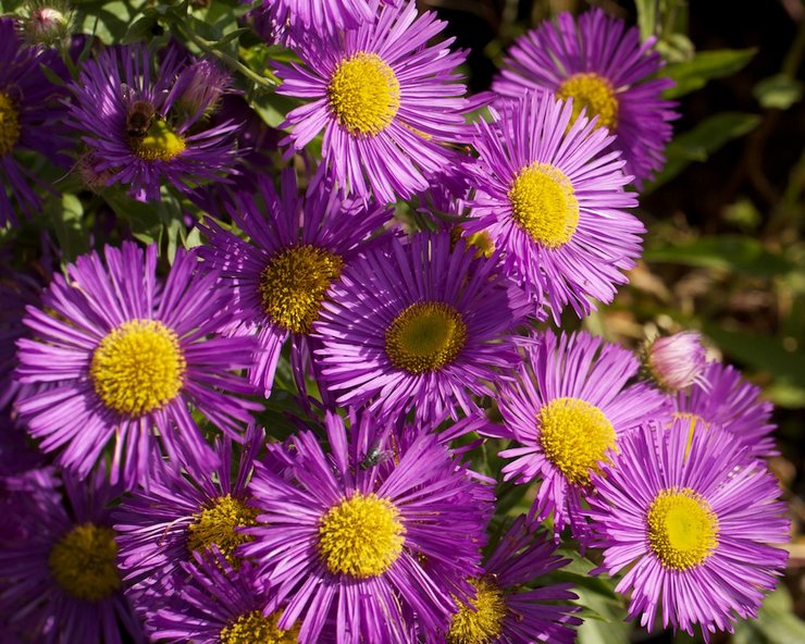 Soorten en variëteiten van erigeron