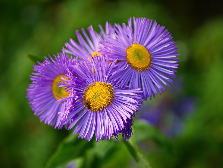 Erigeron (kleinbloemig): planten en verzorgen in het open veld, foto's en uitzicht