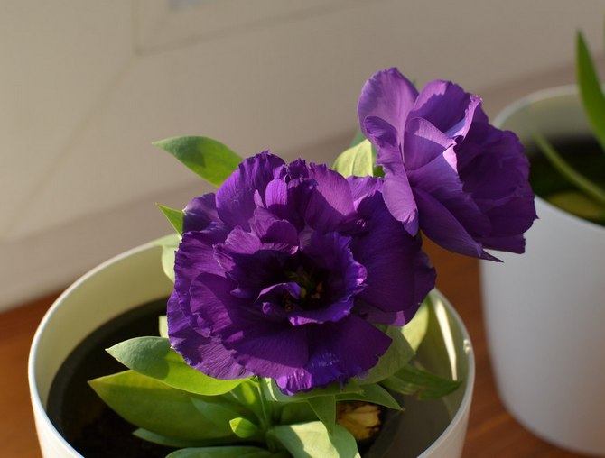 Eustoma gondozás otthon