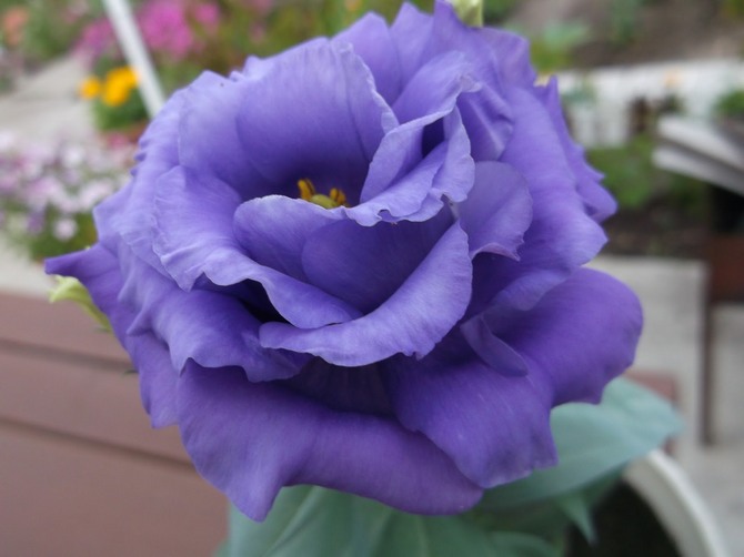 Eustoma vagy lisianthus - otthoni ápolás. Eustoma termesztés, transzplantáció és reprodukció. Leírás, típusok. Fénykép