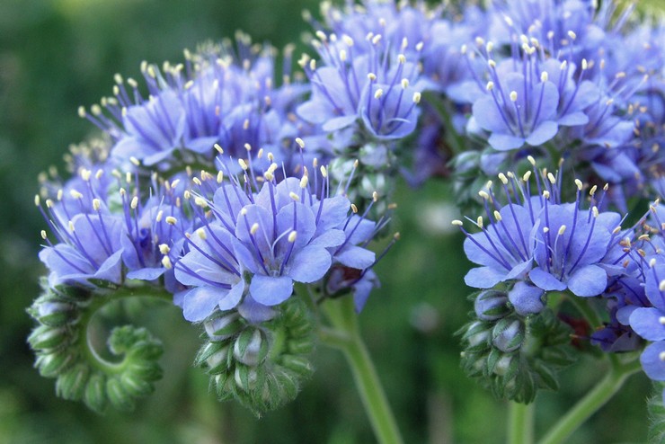 Phacelia gedraaid (Phacelia congesta)