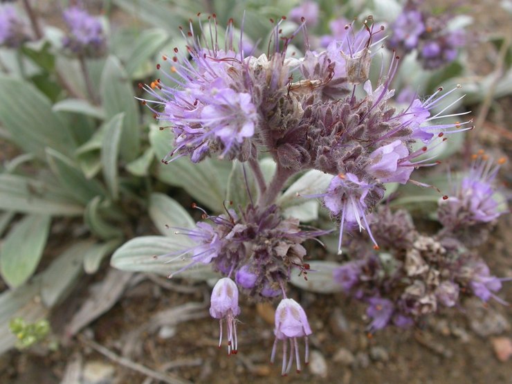 Phacelia speer (Phacelia hastata)