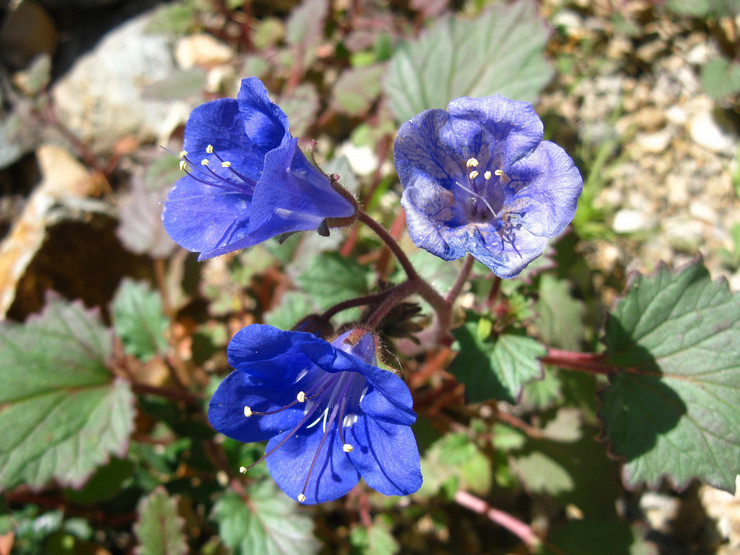 Phacelia zorg