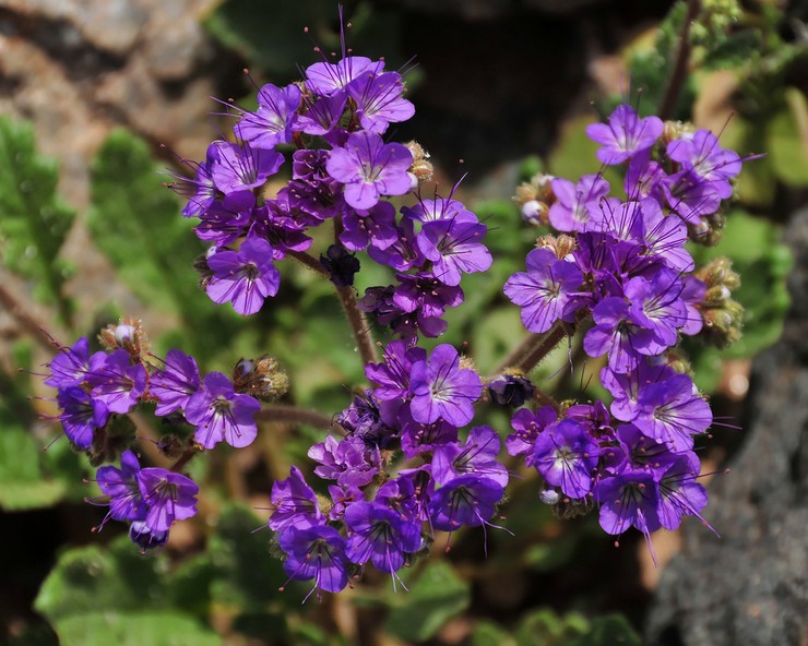 Soorten en variëteiten van phacelia