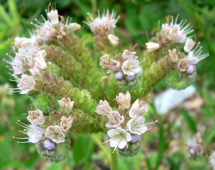 Phacelia zilverachtig (Phacelia argentea)