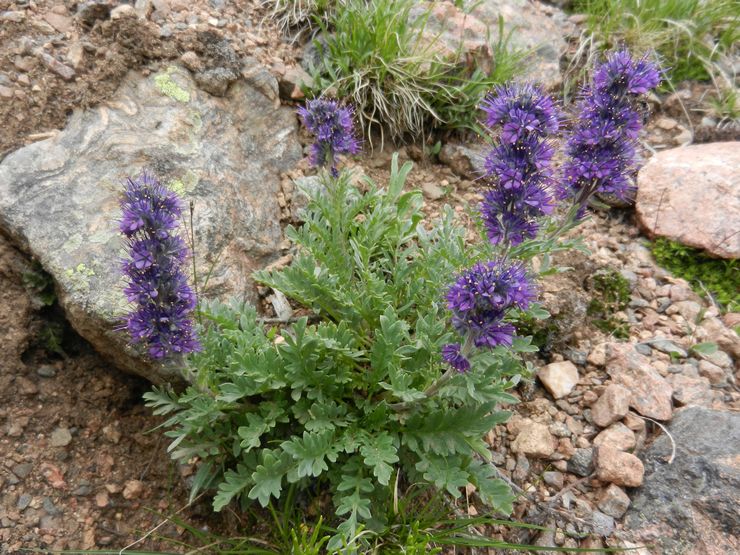 Phacelia zijdeachtig (Phacelia sericea)