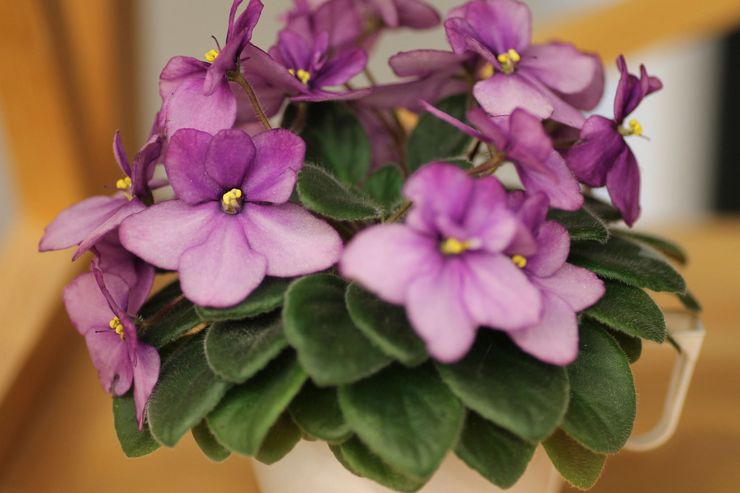 Violet, of Saintpaulia, is een geslacht van kruidachtige bloeiende kamerplanten van de familie Gesneriaceae