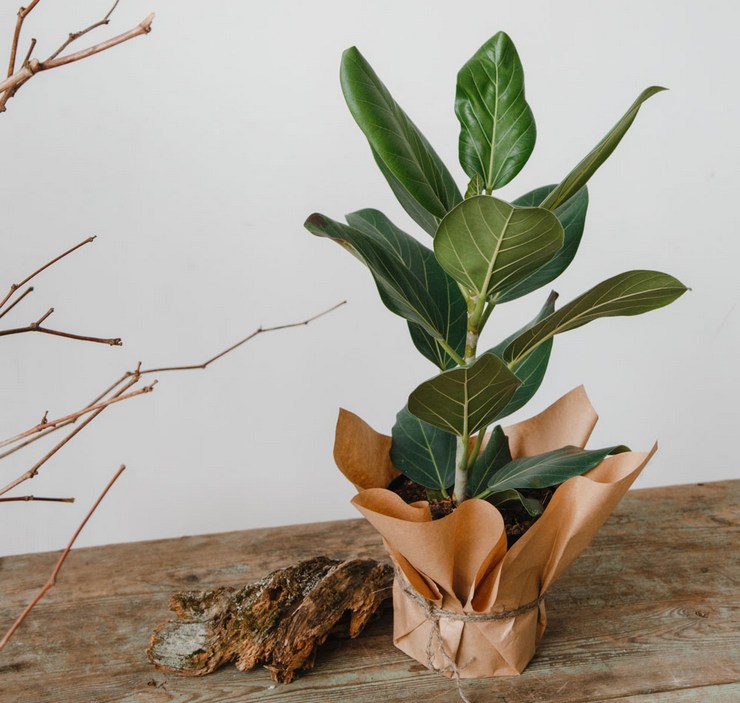 Caring for ficus Bengal at home
