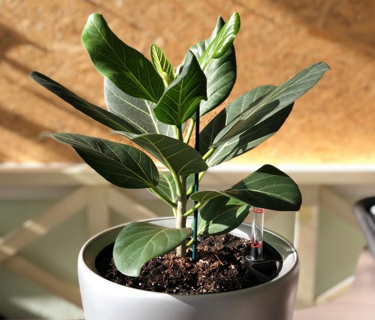 Thuis voor heilige ficus zorgen