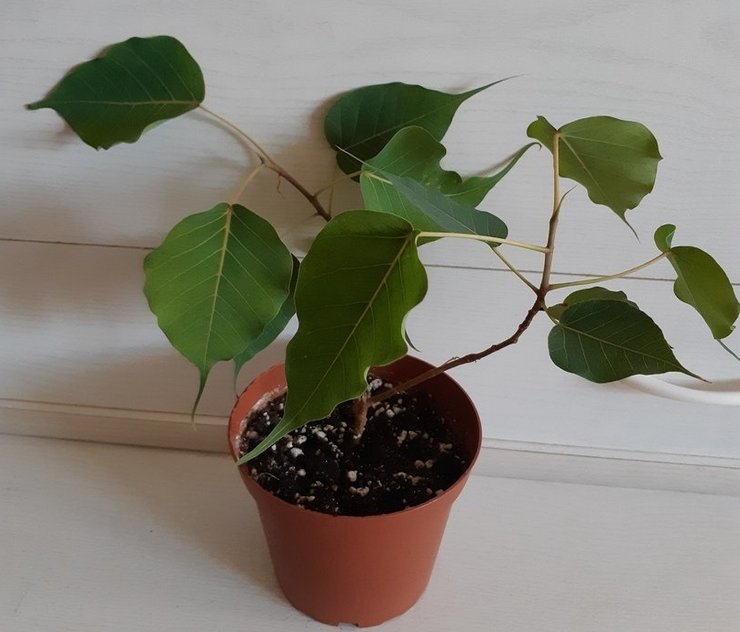 Ficus religieus